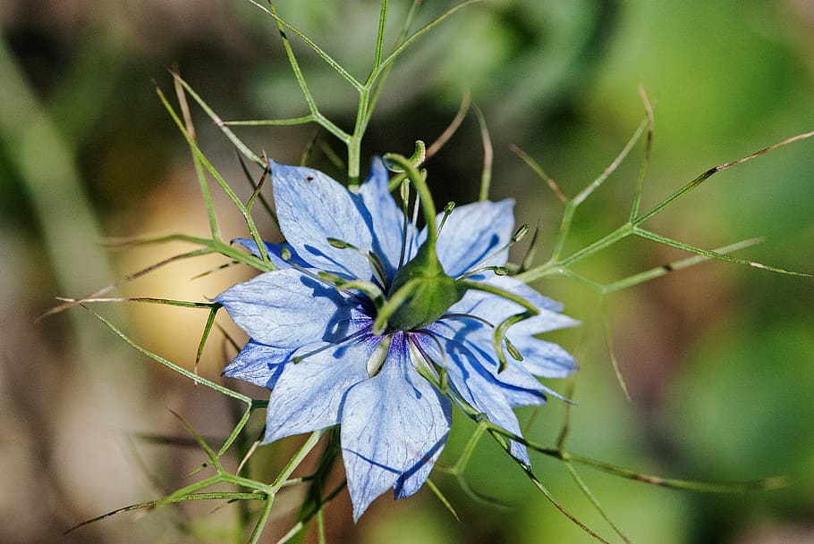 flower, macro, close up, garden, blue, plant, flowering plant HD wallpaper