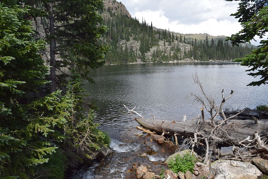 Body of Water Surrounded With Green Trees, daylight, driftwood HD wallpaper