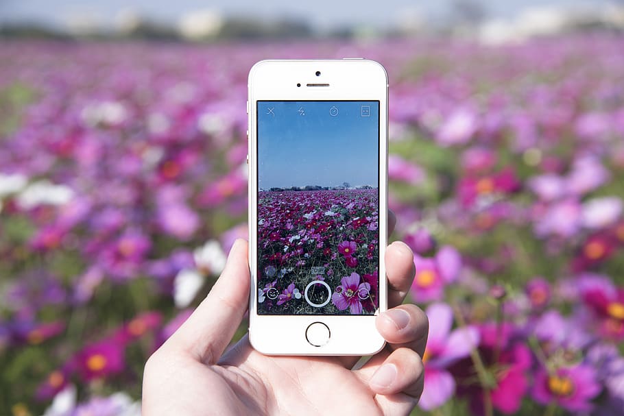 花海, flowers, human hand, smart phone, mobile phone, portable information device HD wallpaper