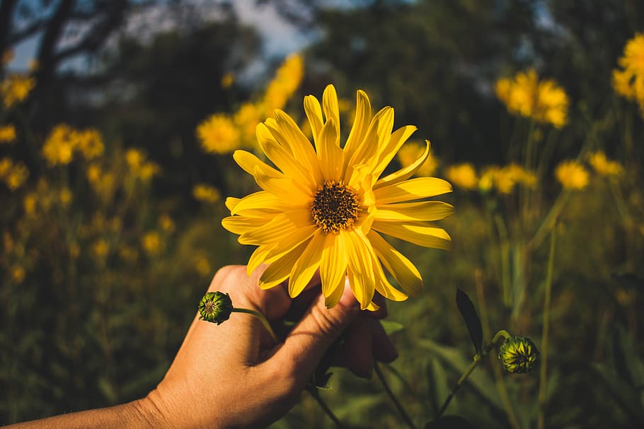 flower, yellow, gerbera, hand, blossom, bloom, nature, flower meadow HD wallpaper