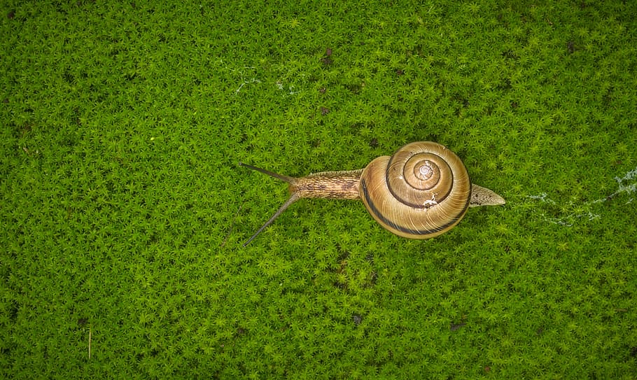 snail, moss, nature, peel, animal, spiral, green, mucus, slow HD wallpaper