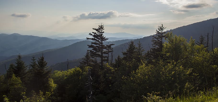 tree, plant, mountain, beauty in nature, sky, tranquil scene HD wallpaper