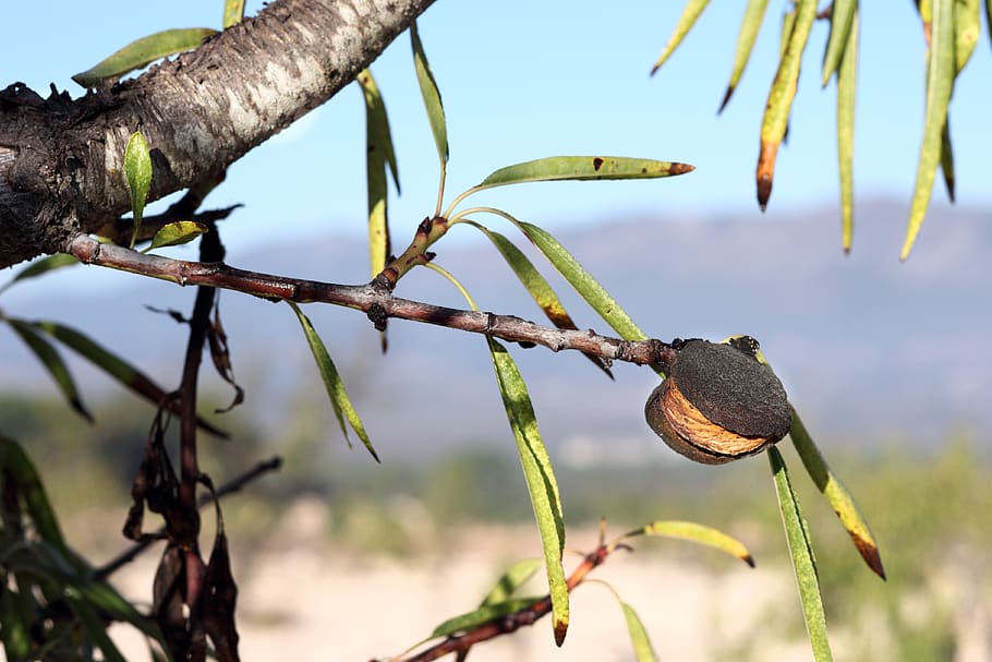 almond, almond tree, branches, leaves, nature, green, dry fruit HD wallpaper