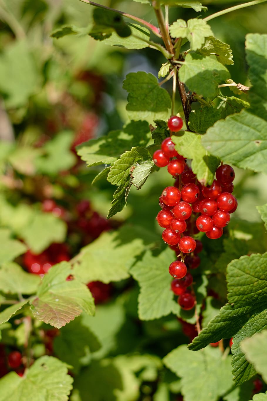 currant, fruit, red currant, garden, food, leaf, food and drink HD wallpaper