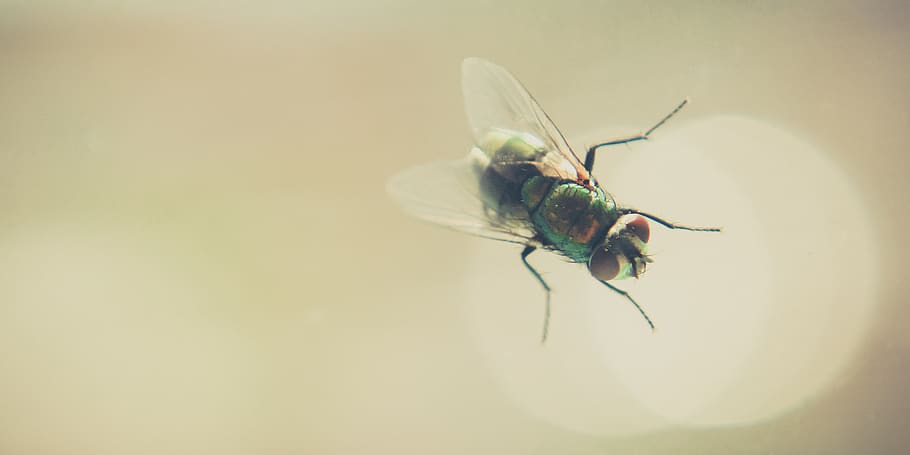 colombia, medellín, bug, flying, wild, wildlife, insect, wild animal HD wallpaper