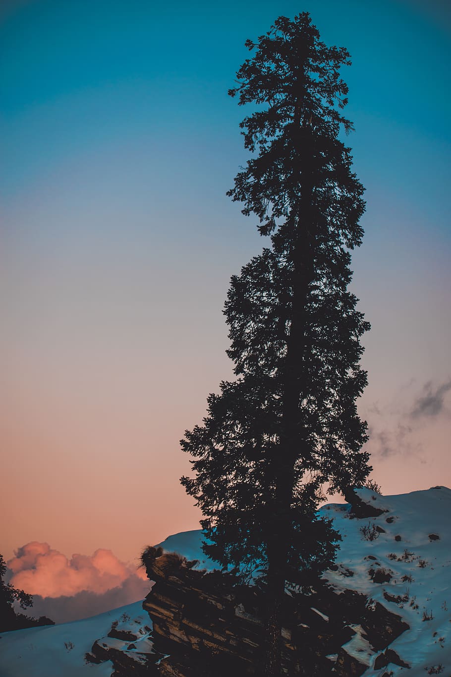 Pine Tree on Snow Covered Hill Under White and Blue Sky at Daytime HD wallpaper