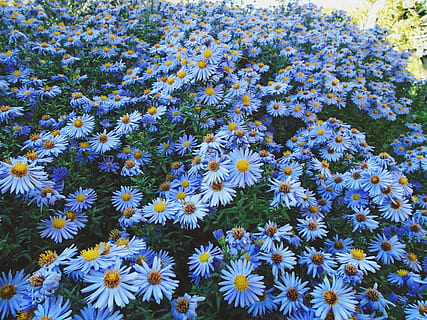 purple daisies, plant, flower, aster, daisy, blossom, ukraine HD wallpaper