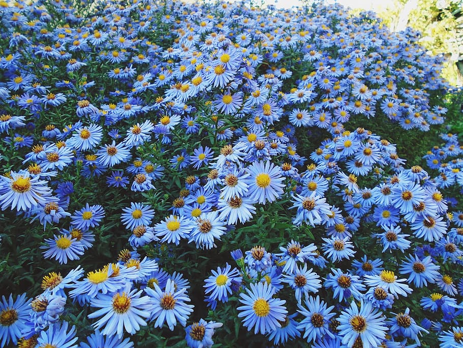 purple daisies, plant, flower, aster, daisy, blossom, ukraine HD wallpaper