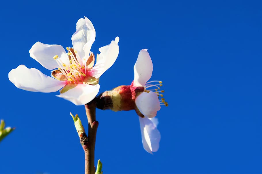flower, nature, plant, spring, bud, pink, white, flowering plant HD wallpaper