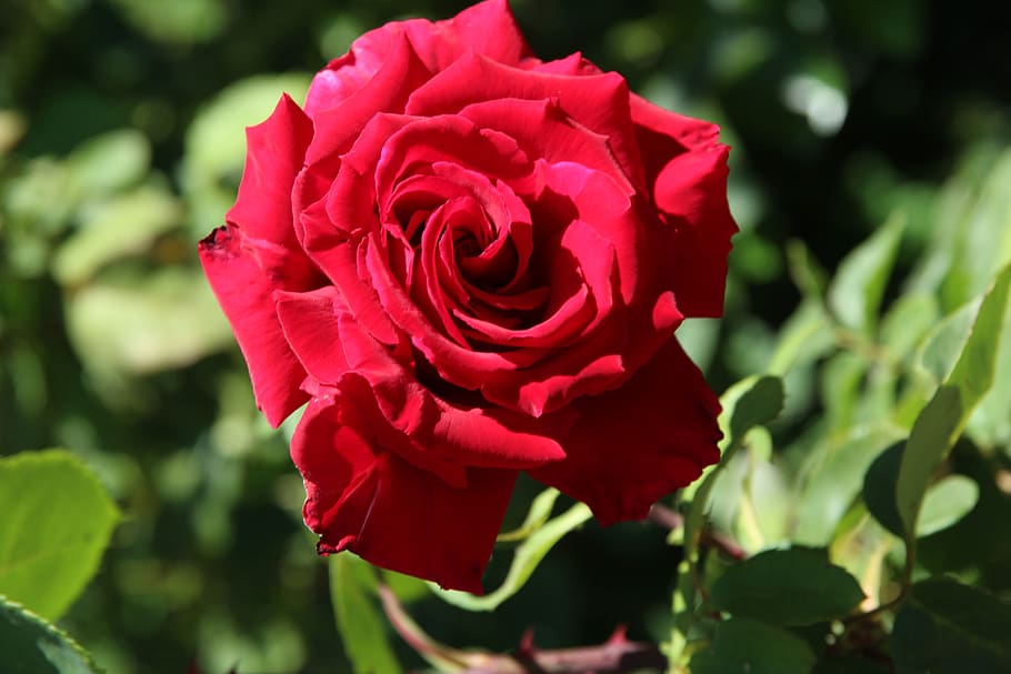 scarlett, red, rose, red rose, flower, flowers, garden, plant