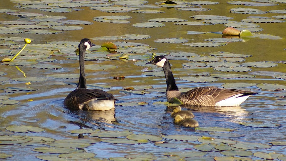 canadian geese, blue, lake, green, lily pads, birds, water, HD wallpaper