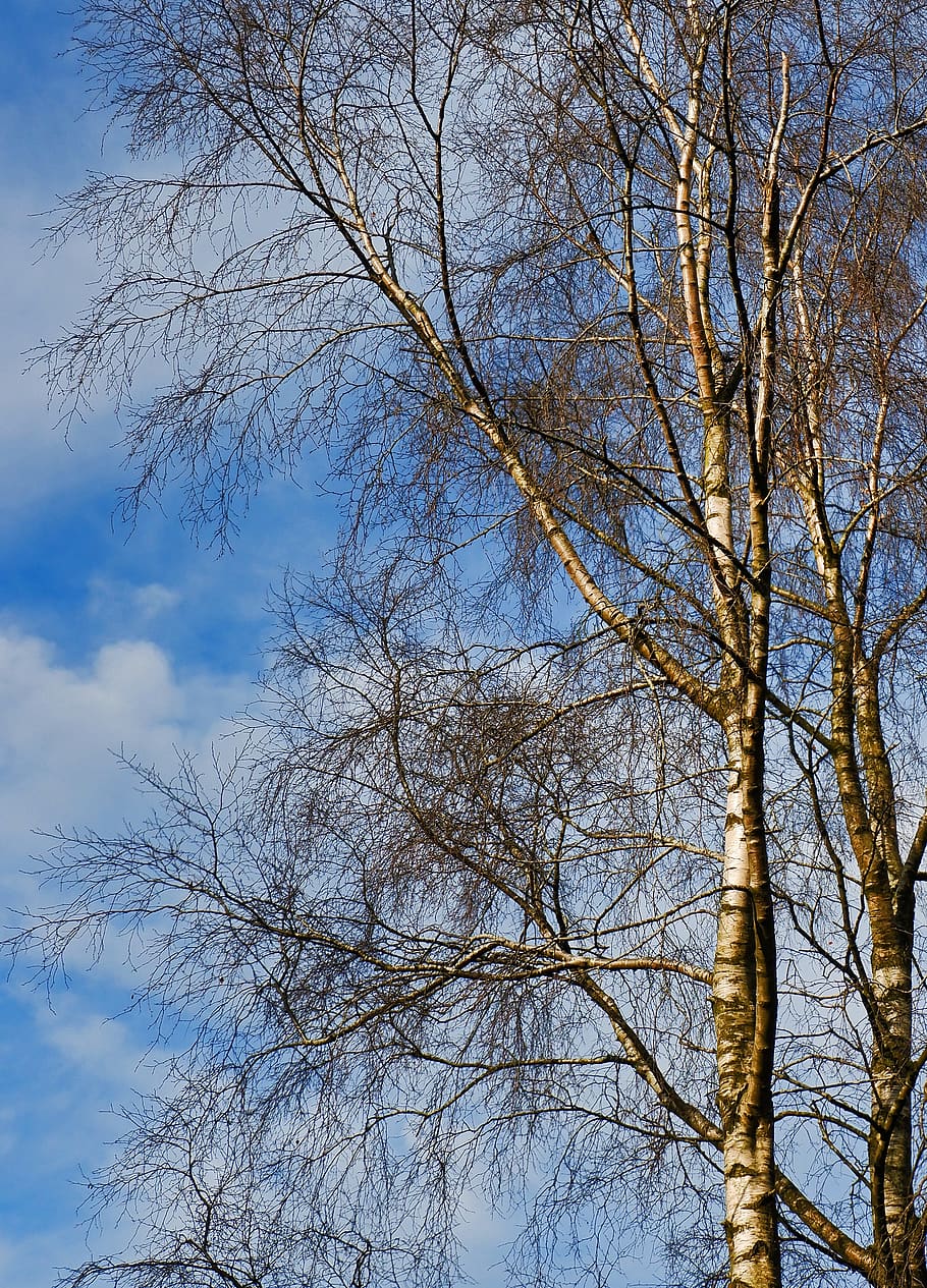 tree, plant, tree trunk, birch, flare, light, outdoors, nature HD wallpaper