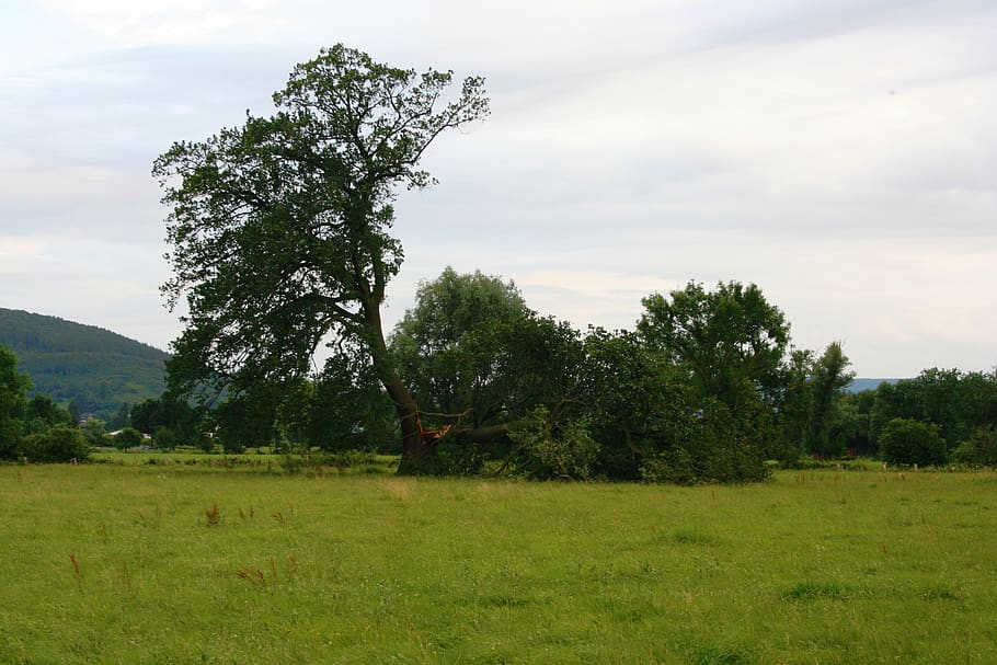 germany, bad pyrmont, tree, broken tree, forest, sky, nature HD wallpaper