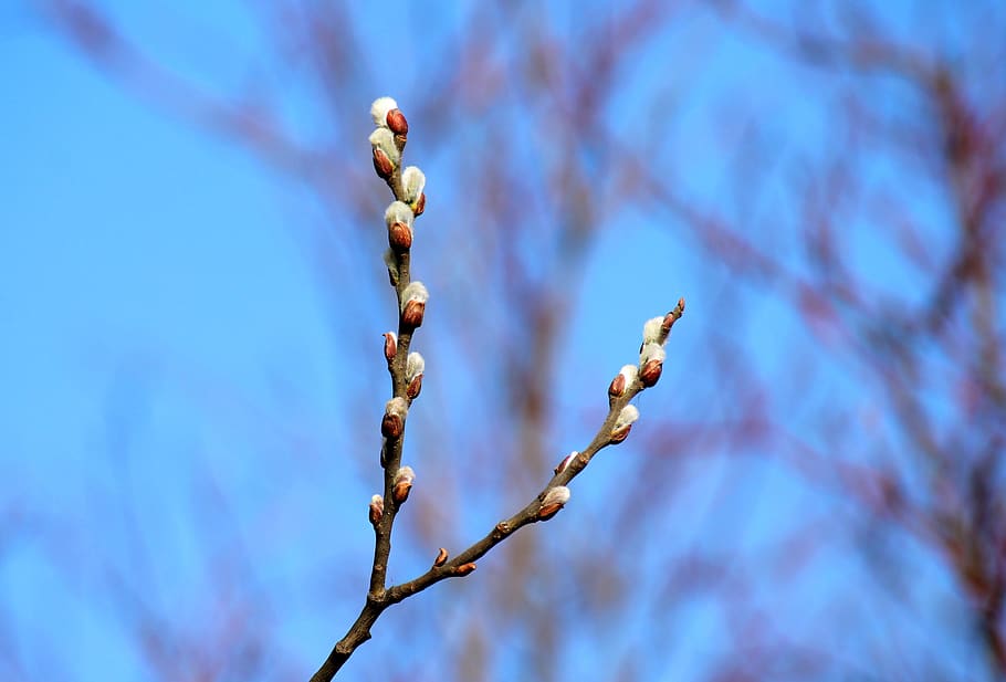 twig willow, spring, early spring, the basis of, sprig, plant HD wallpaper