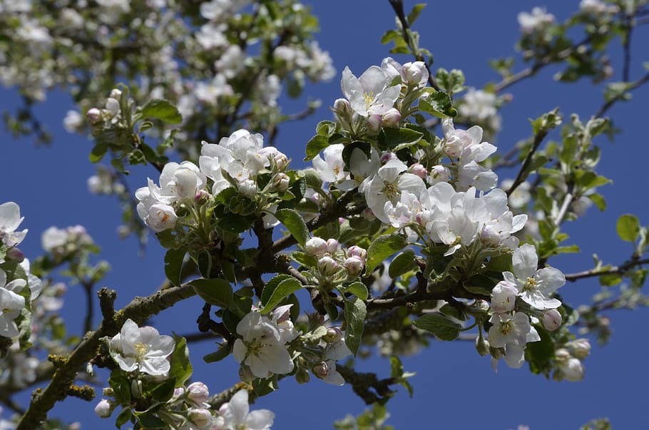 fruit tree, apple tree, blossom, bloom, nature, branch, apple blossom HD wallpaper