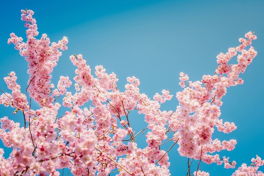 nature, tree, season, cherry, cherry blossom, blue sky, pink color HD wallpaper