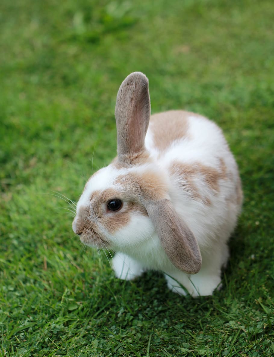 white and brown rabbit, animal, bunny, rodent, mammal, fur, whisker