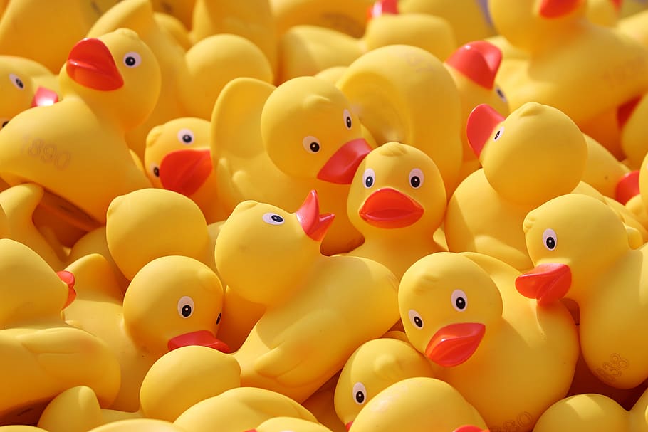 duck meet, ducks, rubber ducks, plastic ducks, duck race, competition, HD wallpaper