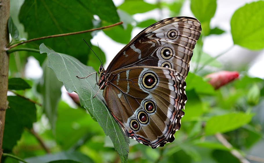 blue morphofalter, butterfly, insect, close up, eyespots, invertebrate HD wallpaper