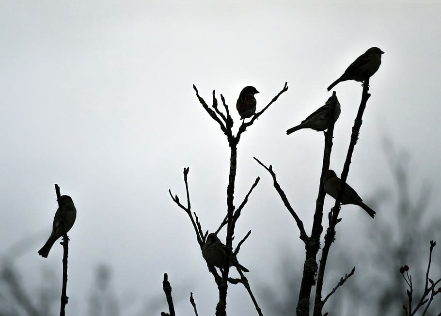 nature, birds, sparrows, branch, animals in the wild, animal wildlife HD wallpaper
