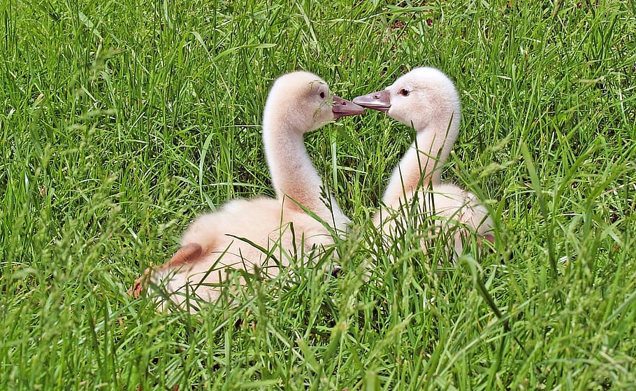 ducks, animal, white, two, birds, grass, animal themes, plant HD wallpaper