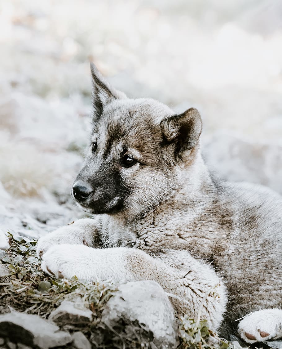 puppy resting on grass, one animal, animal themes, mammal, canine HD wallpaper