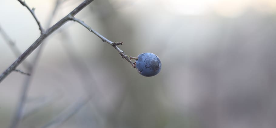 berry, fruit, isolated, bokeh, plant, healthy eating, close-up HD wallpaper