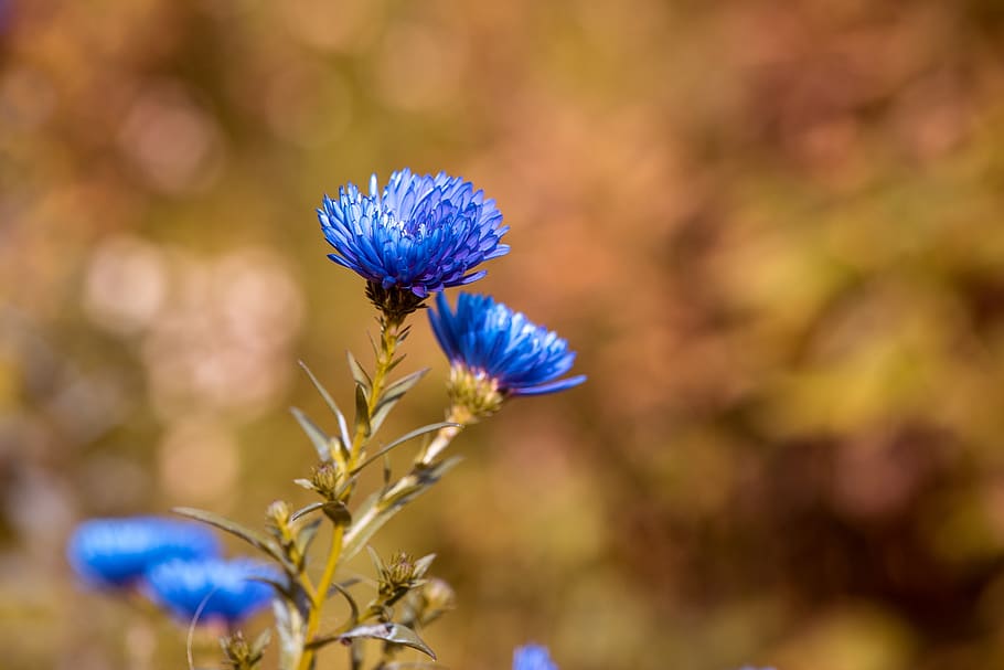 Closeup Photo of Blue Cluster Petaled Flower, asters, bloom, blossom HD wallpaper