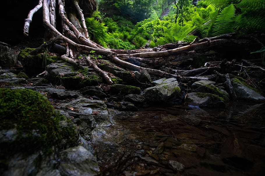 water, forest, woods, trees, nature, outdoors, summer, mountains HD wallpaper
