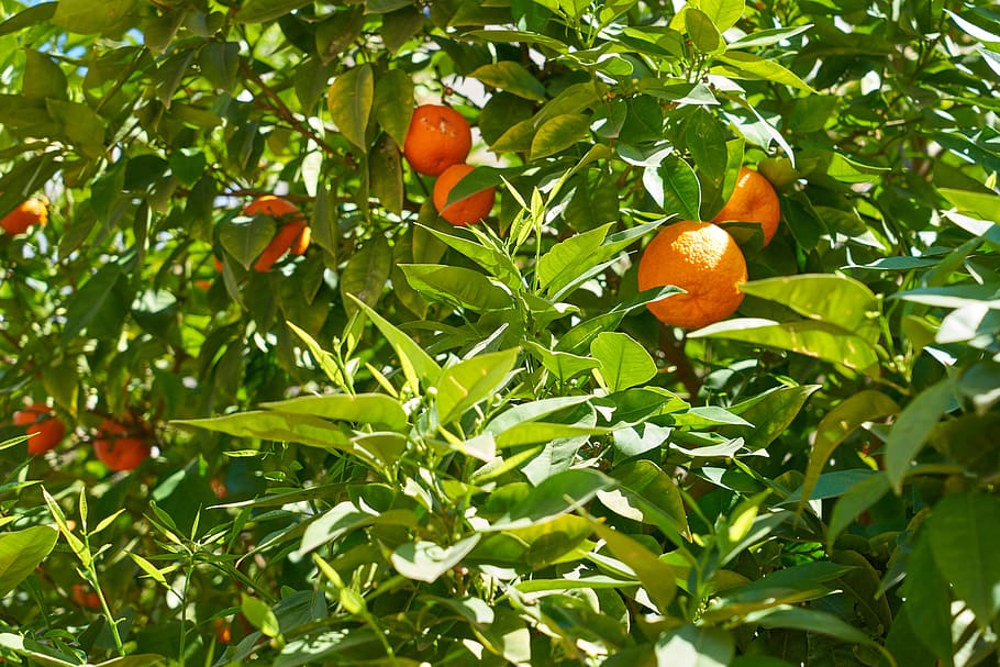 orange, fruit, vitamins, healthy, fresh, food, nutrition, citrus HD wallpaper