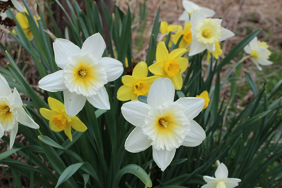 spring, flower, daffodil, bloom, plant, bright, springtime HD wallpaper
