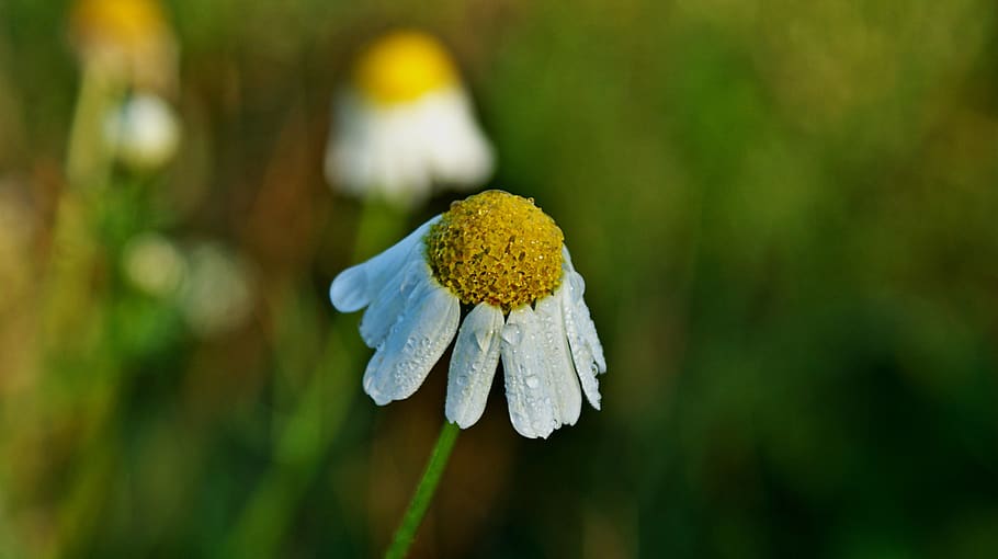 chamomile, flower, nature, meadow, flora, vegetable, bloom HD wallpaper