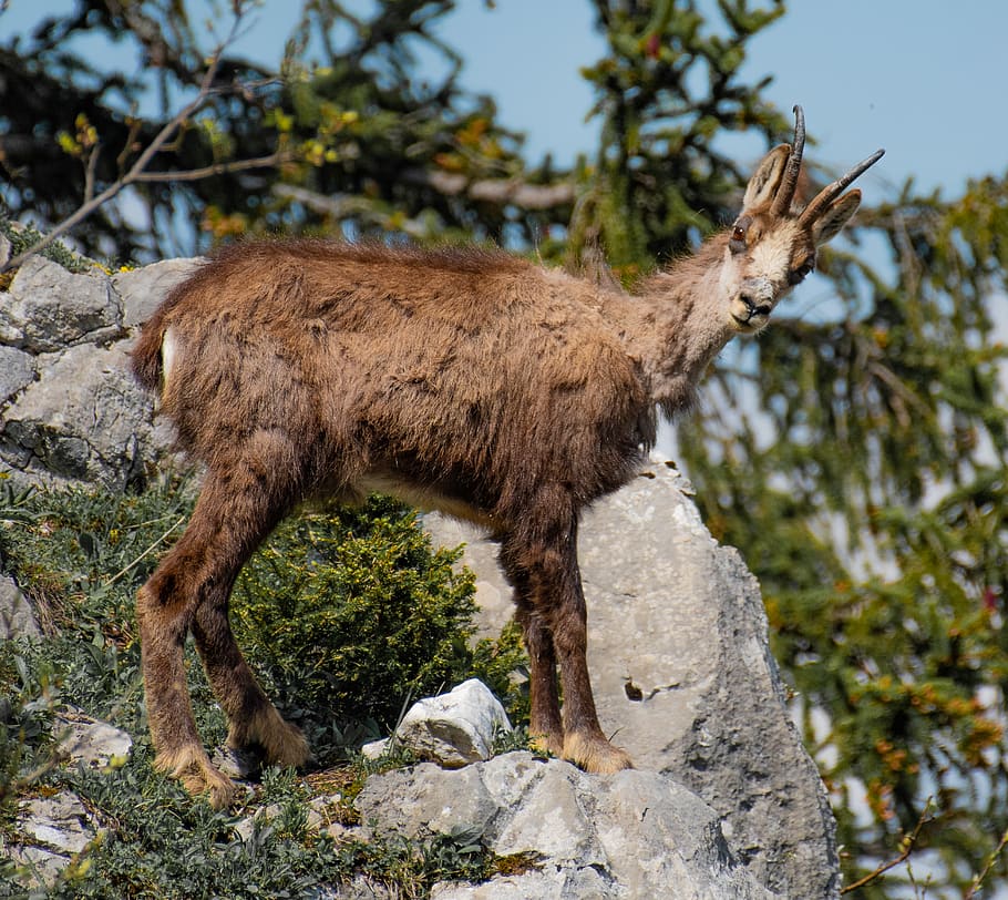 brown impala standing on the cliff, animal, animal themes, mammal HD wallpaper