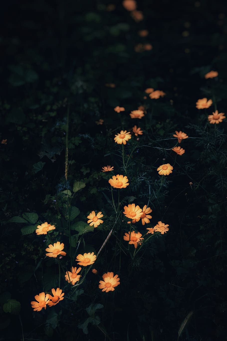 plant, leaf, tree, maple leaf, blossom, flower, daisy, daisies HD wallpaper