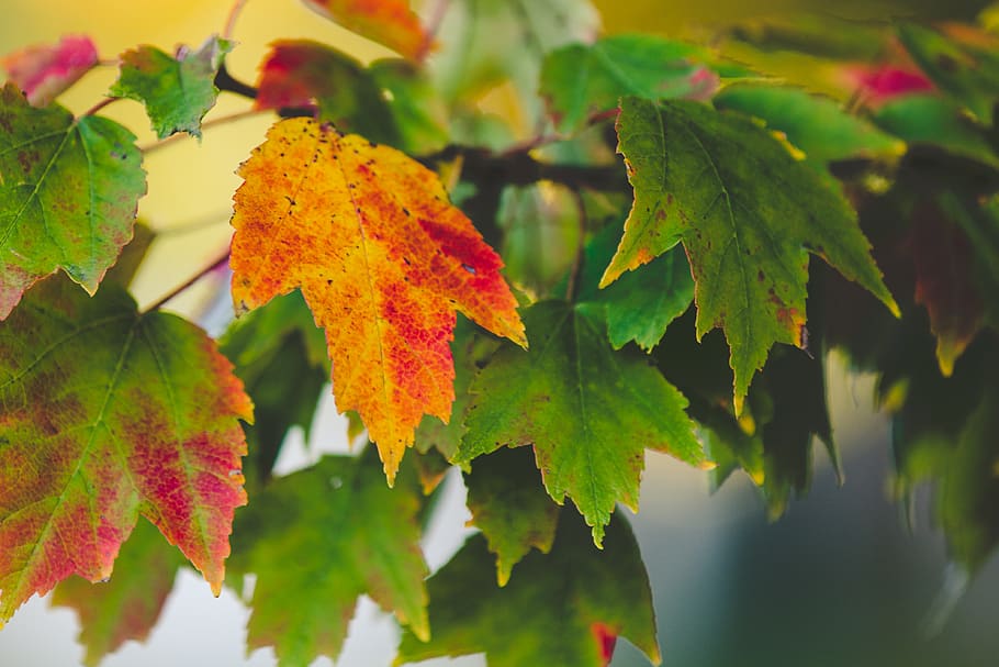 tree, leaves, fall, nature, plant part, leaf, autumn, growth HD wallpaper
