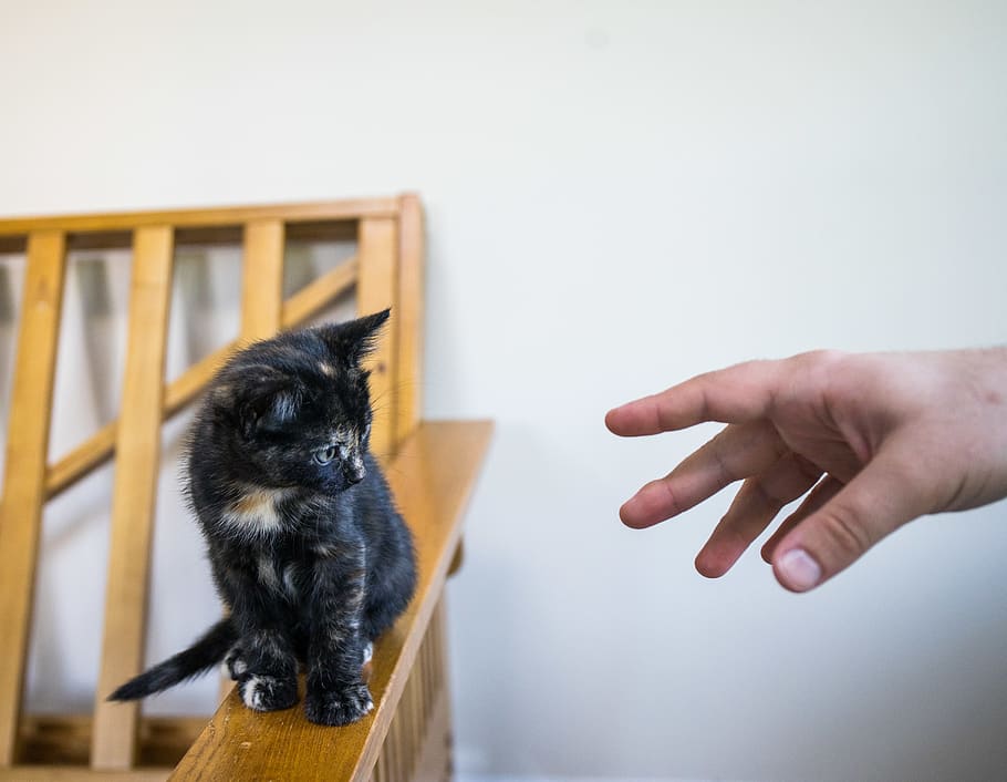 cat, cats, hands, animals, pets, kitten, kittens, litter, family HD wallpaper