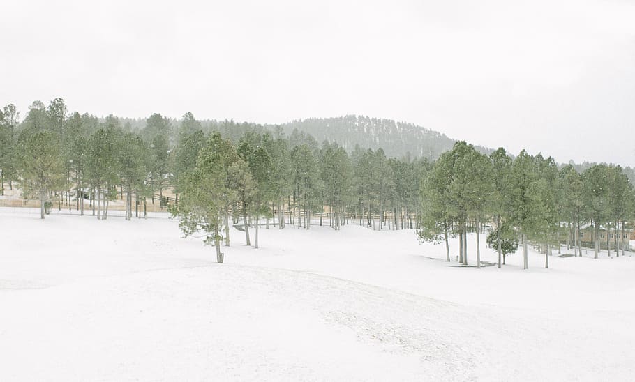 green leafed trees, nature, plant, abies, fir, outdoors, snow HD wallpaper