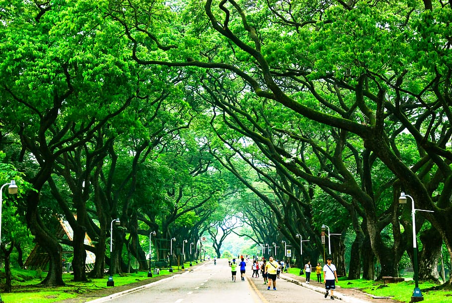 philippines, quezon city, university of the philippines diliman, HD wallpaper