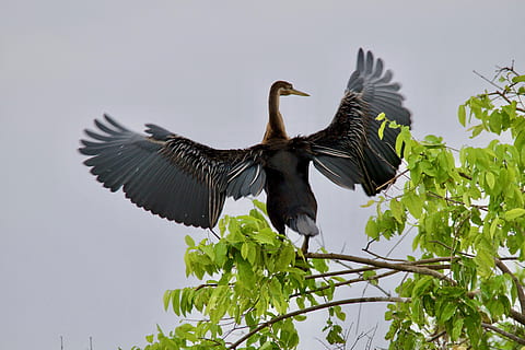 malawi, animal wildlife, animals in the wild, bird, animal themes HD wallpaper