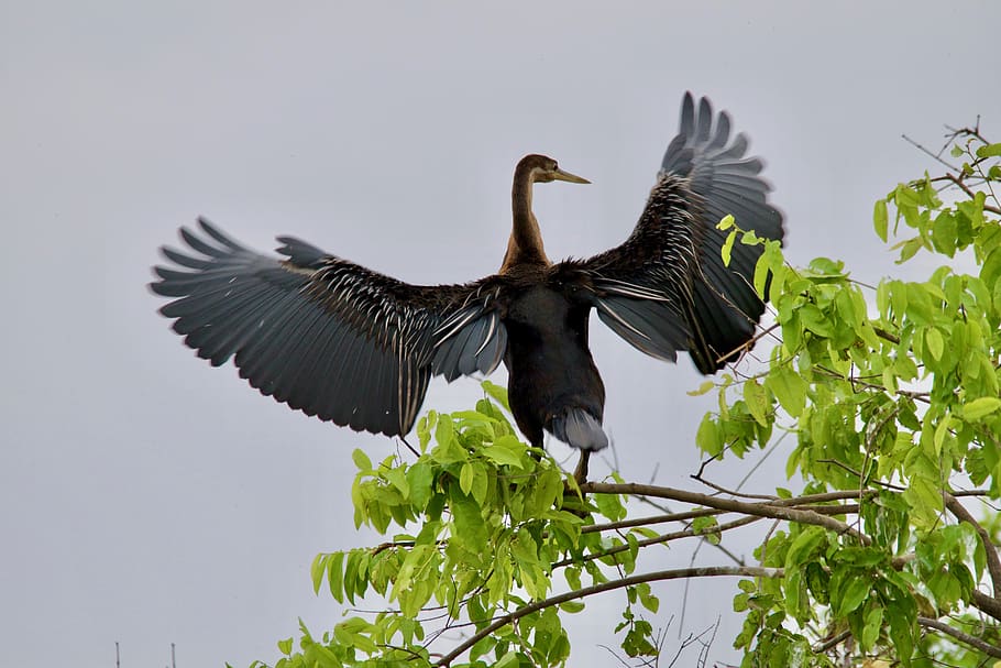 malawi, animal wildlife, animals in the wild, bird, animal themes HD wallpaper