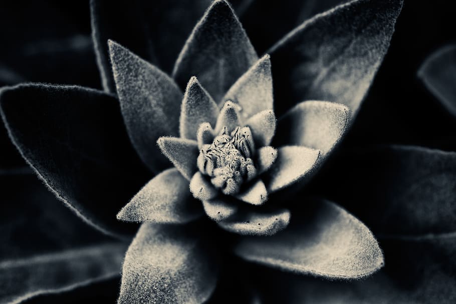 plant, flower, close-up, flowering plant, nature, no people HD wallpaper