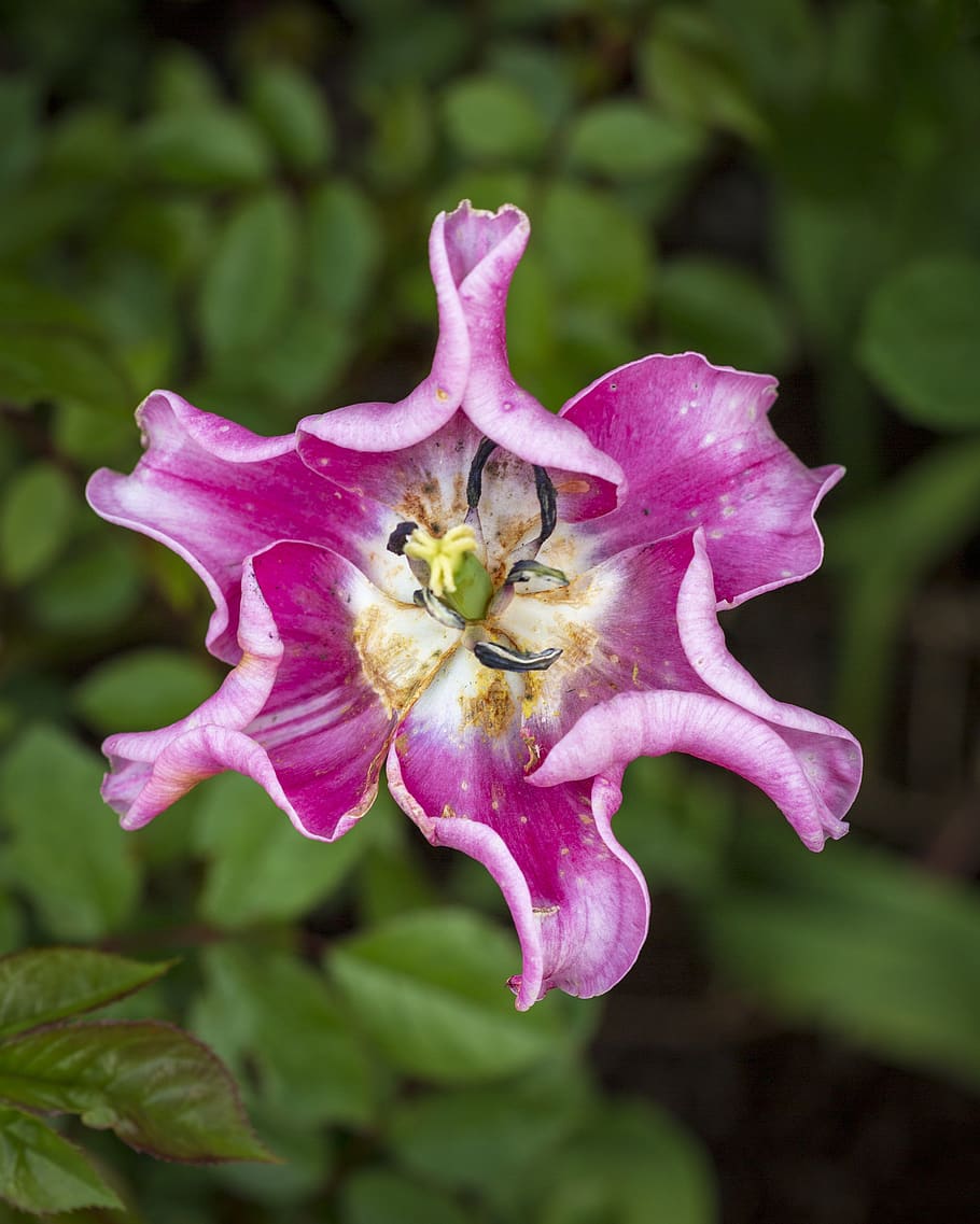flower, petals, bloom, nature, spring, floral, garden, botany HD wallpaper