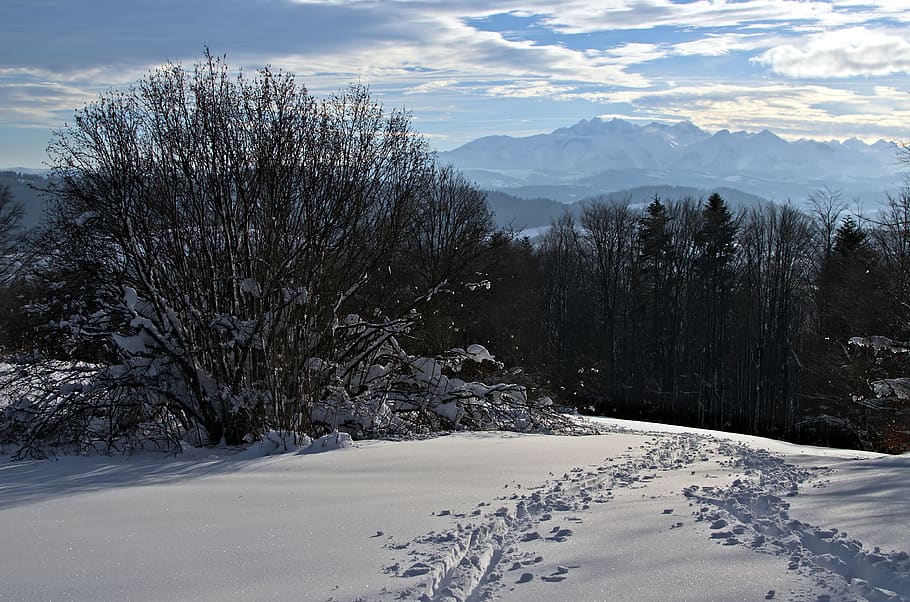 winter, forest, mountains, traces, skis, cross-country, tatry HD wallpaper
