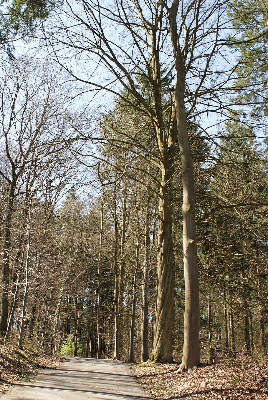 trees, nature, arboretum, forest, coniferous, wood, environment HD wallpaper