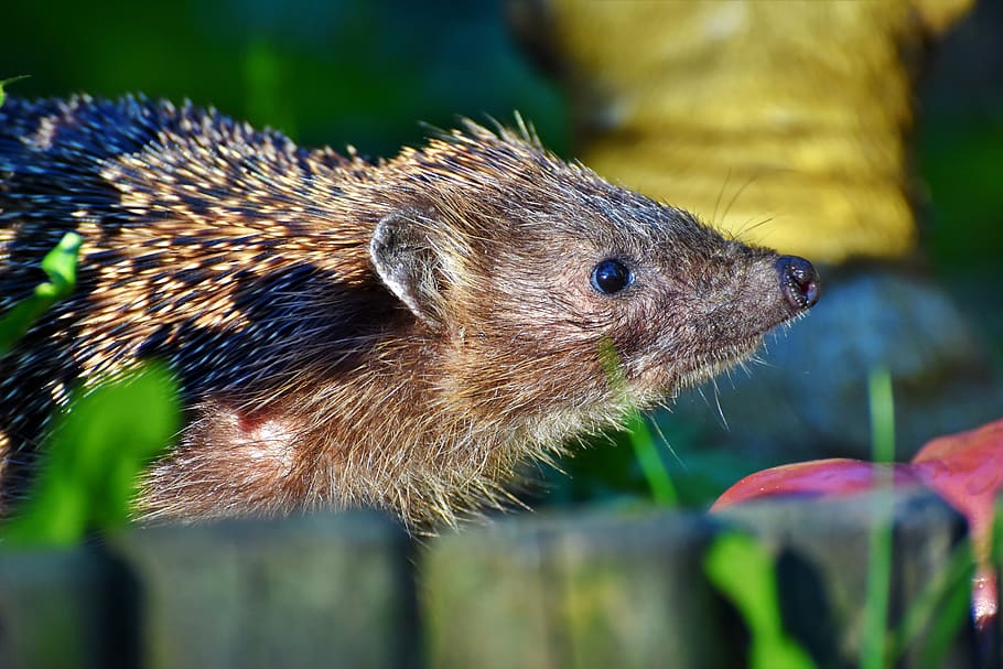 hedgehog, spur, hannah, foraging, nocturnal, cute, animal, prickly HD wallpaper