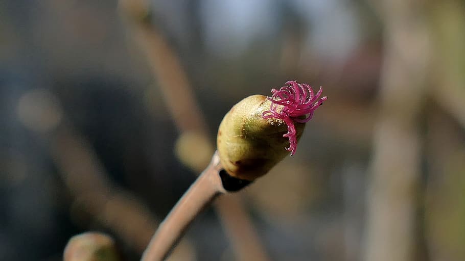 hazel, hazelnut, bud hazel, spring, plant, flower, close-up HD wallpaper
