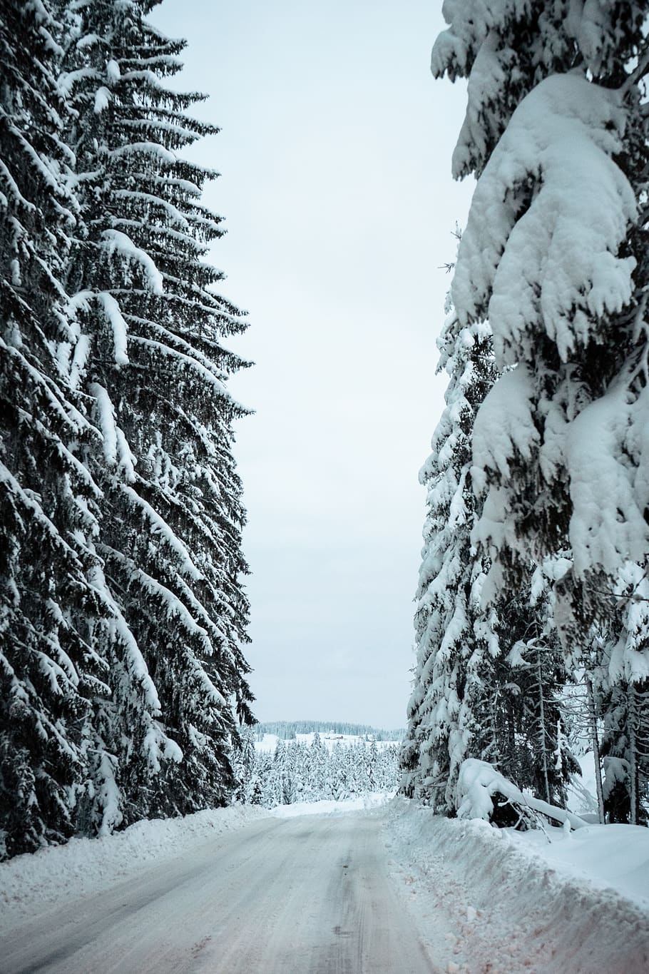 Snow Covered Pine Trees, branches, cold, daylight, environment HD wallpaper