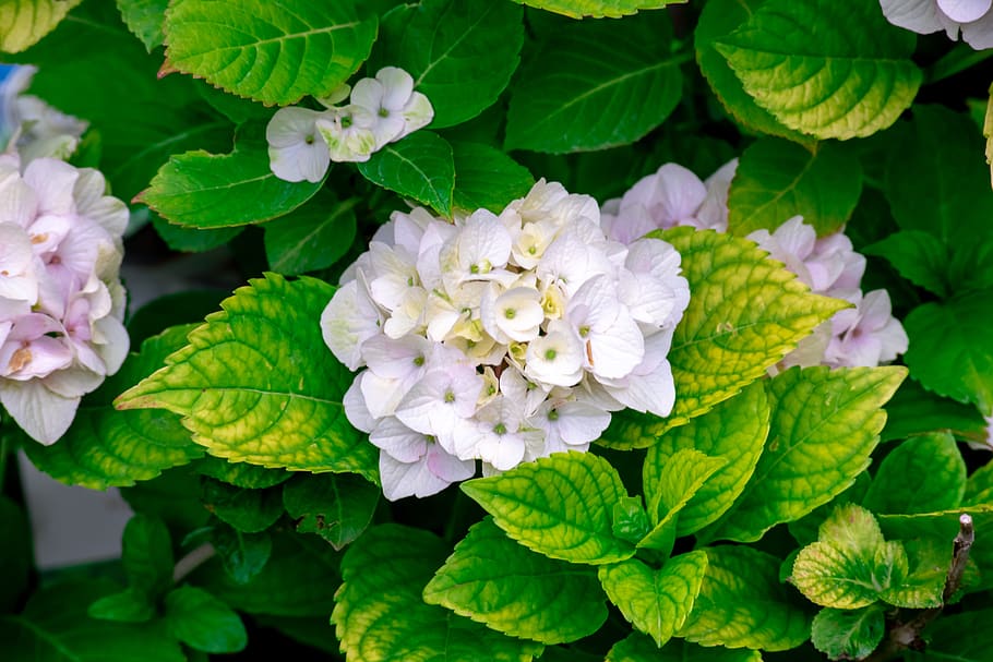 magic, flower, green, white, garden, winter, outdoor, summer HD wallpaper