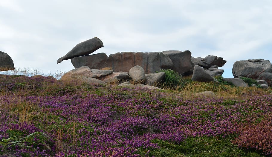 france, perros-guirec, beauty in nature, rock, plant, rock - object HD wallpaper