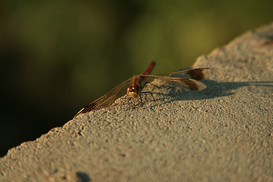 dragonfly, nature, insects, concrete, invertebrate, animals in the wild HD wallpaper